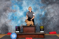 Norwich Terrier #6 Sat OHG1 Judge Helenn Tomb-Taylor G3 Judge Pat Trotter
