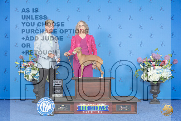 Italian Greyhound #21 SAT SD Judge Douglas Johnson__JP_0026_Houston_2024_HR3