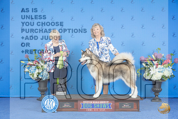Alaskan Malamute #14 Sat OHRBIS Judge Nancy Liebes__JP_0056_Houston_2024_HR3