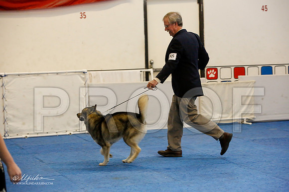 _M3_0038-AddisonHuskyMar2015-HR3