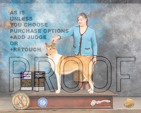 Collie Smooth Coat #12 Fri RWB Judge Judy BrownMMJ_3513_Mdlnd2022_HR3