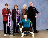 English Springer Spaniel  Paige Farr