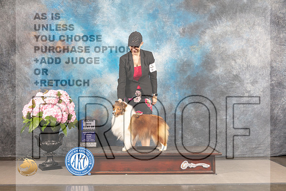 Sheltie #10 FRI BOW Majore Judge John Wade_MJ_5641_Houston_2022_HR3