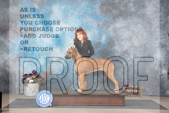 Rhodesian Ridgeback Sat Pam Whitley No Judge__JP_7068_Belton_2024_HR3