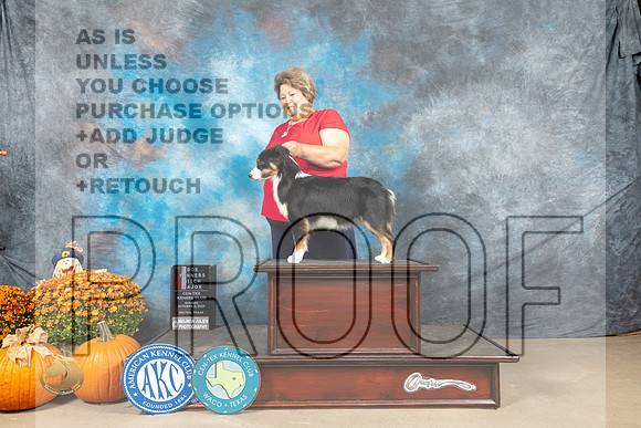 Miniature American Shepherd #12 Sun WBBOSM Judge Steve Keating_MJ_6563_Belton_2022_HR3