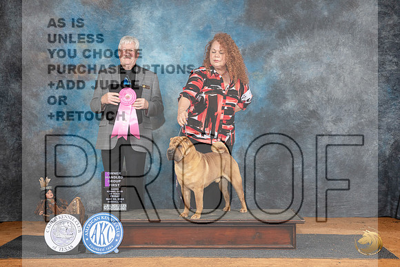 Chinese Shar Pei #9 Fri OHG1 Judge Robert Stein__JP_7301_MARSHALL_2024_HR3