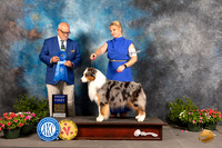 Australian Shepherd #29 Sat G1 Judge Michael Canalizo