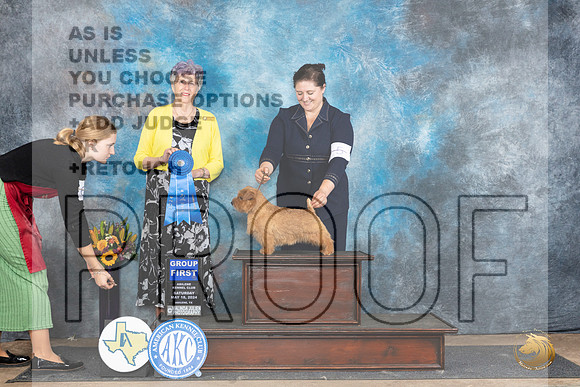 Norfolk Terrier #5 Sat G1 Judge Sharol Candace Way__JP_0102_Abilene_2024_HR3