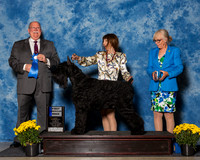 Giant Schnauzers #21 Fri 1st AB Henson Larson Jackie Y Judge Mr Douglas R Holloway