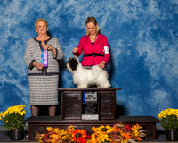 Havanese #17 Sat Maj BOW Simmons Bonnie L Agent Alyssa Mosley Judge Mrs Rita Holloway