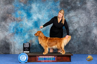 Golden Retriever #96 Wed SB Judge Ellen Hardin