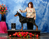 Doberman Pinscher #23 Thurs BOB Judge E Bivins +J