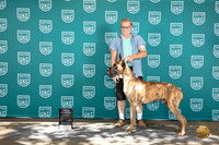 Great Dane #318 NCh See Note