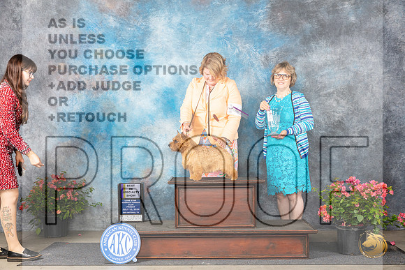 Norwich Terrier #41 Fri BISS Judge Elizabeth ‘Beth’ Sweigart__JP_4052_San Antonio_2024_HR3