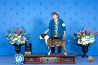Bull Terrier Colored #9 FRI WD BOW M Judge Ann Yuhasz