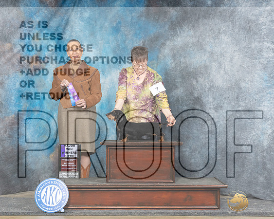 Dachshund Wirehaired #28 Sat WBM Judge Carol Herbel-_JP_5125e_Fayetteville2024-HR3