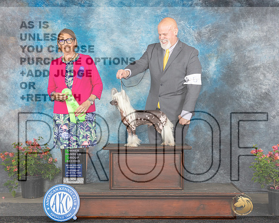 Cinese Crested #5 Sat OHG2 Judge Elizabeth ‘Beth’ Sweigart_JP_5513e_San Antonio_2024-HR3