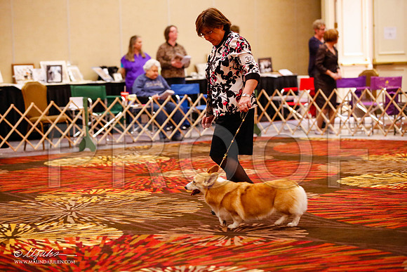 _JJ_0077-HstnCorgiFeb2015-HR3
