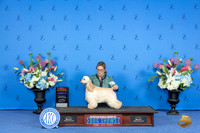 Cocker Spaniel Ascob #12 SAT WB BOS NC Judge Ronald Freeman