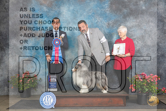 Shetland Sheepdog #5 Fri G1 Judge Paul Willhauck RBIS Victor Rosado__JP_4559_San Antonio_2024_HR3