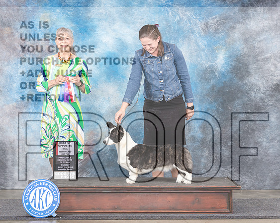 Cardigan Welsh Corgi #8 Sun WBBOS Judge Jill Warren-_JP_6320e_Amarillo_2024-HR3