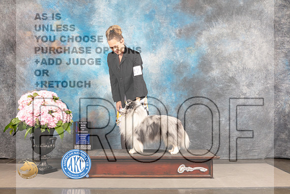Sheltie #27 SAT BOW Major Judge Janet Fink_MJ_6716_Houston_2022_HR3
