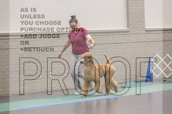 Poodle Std MC Ring Sat_JJL_8668_UKCLNGVIEWOCT2024_2024_HR3