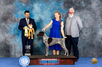 German Shorthaired Pointer #33 WED BISw Judge Joao Machado