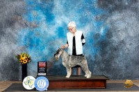 Standard Schnauzer #5 Sun G2 Judge Dr Don Gill