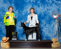 Canaan Dogs #6 Thrs OH G3 Muller Marcia James F Muller Judge Mrs Patricia A Hess