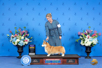 Pembroke Welsh Corgi #14 SUN BOB Judge James Moses