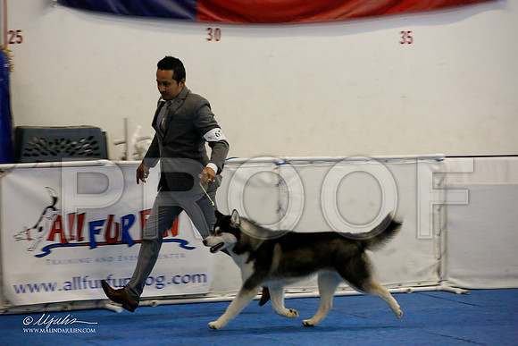 _M3_0190-AddisonHuskyMar2015-HR3