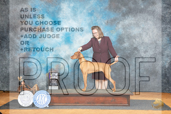 Vizsla #18 Sat BOBM Judge Lisa Graser__JP_7570_MARSHALL_2024_HR3