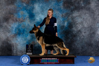German Shepherd Dog #7 WED BOWM Judge Danelle Brown