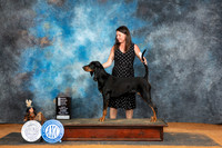 Black and Tan Coonhound #8 Sun OHG4 Judge Karen Hynek