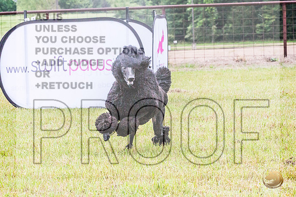Poodle Std Misty Sat 4_JJL_1109_BatesvilleMS_2024_HR3