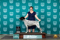 German Shorthaired Pointer #317 Thur T10BOB Judge Lori Sargent