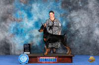 Doberman #31 WED WD BOW M NC Judge Nancy Liebes