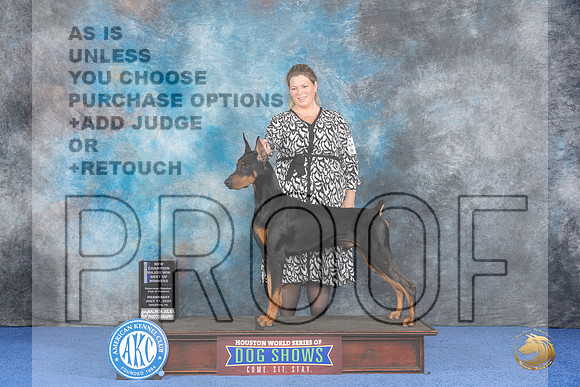 Doberman #31 WED WD BOW M NC Judge Nancy Liebes__JP_7365_Houston_2024_HR3