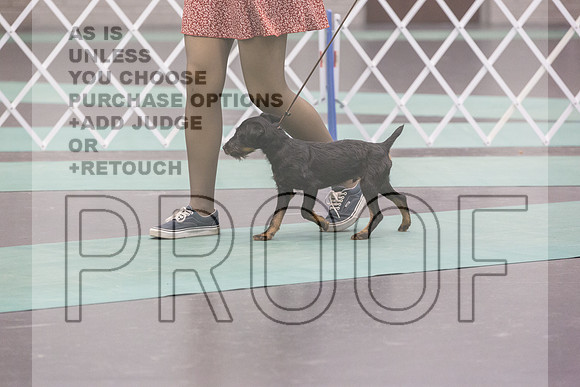 Jagd Terrier Rings Sat_JJL_9722_UKCLNGVIEWOCT2024_2024_HR3
