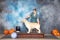 Golden Retriever #15 Sun WD Judge Ann Roth