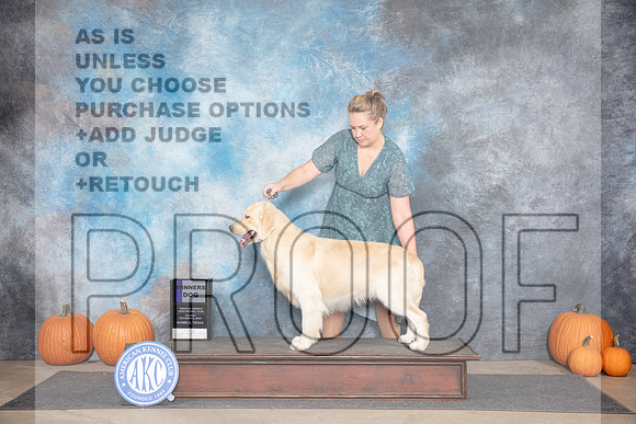 Golden Retriever #15 Sun WD Judge Ann Roth__JP_9289_Humble_2024_HR3