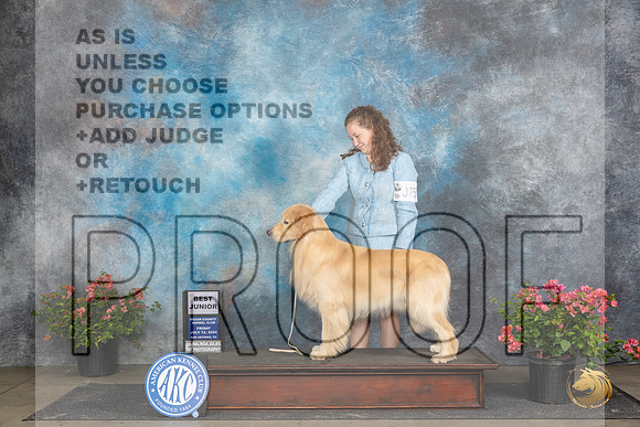 Golden Retriever #J750 Fri BJr Judge Wendy Willhauck __JP_4399_San Antonio_2024_HR3