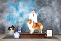 Collie Rough #20 Sat BOV Judge Sulie Greendale-Paveza