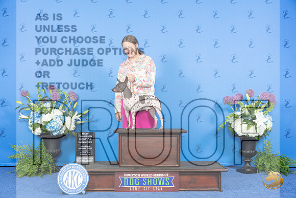 American Hairless Terrier #19 THUR BOW NC Judge Jamie Hubbard__JP_8017_Houston_2024_HR3
