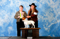 Russell Terrier #5 Sun BOB