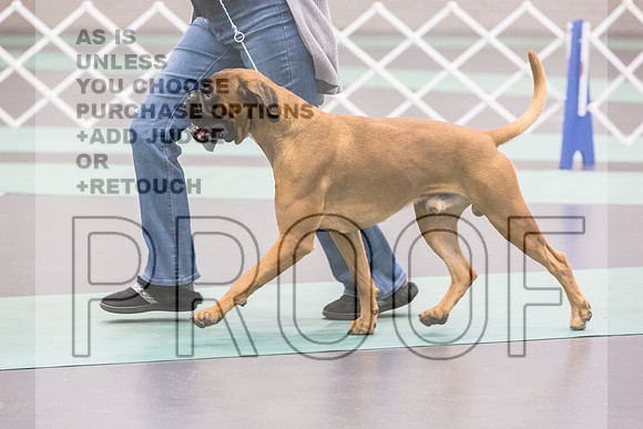 Boxers Ring Fri Ring1_JJL_4891_UKCLNGVIEWOCT2024_2024_HR3
