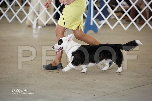 CorgCW-5282-CantonOct13-HR