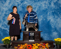 Miniature Schnauzers #10 Sat BOW Maj Kirk Kaye M Patti Henderson Judge Mrs Pamela B Peat