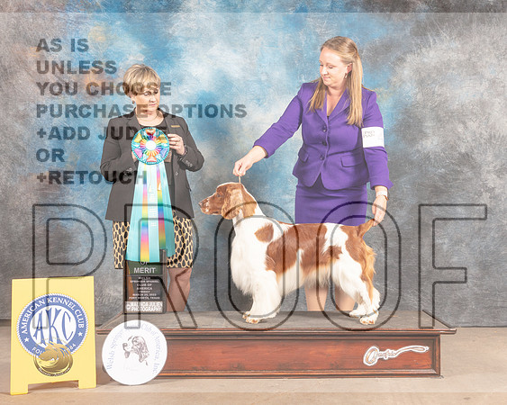 Welsh Springer Spaniel #43 Fri AOM Judge Peggy Beisel McIlwainer-MMJ_7823-FW2022-HR3